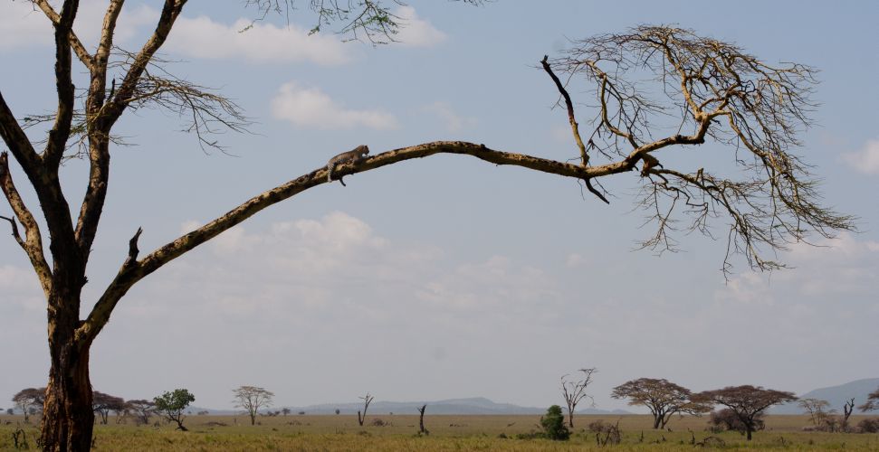 Leopard in Serengeti